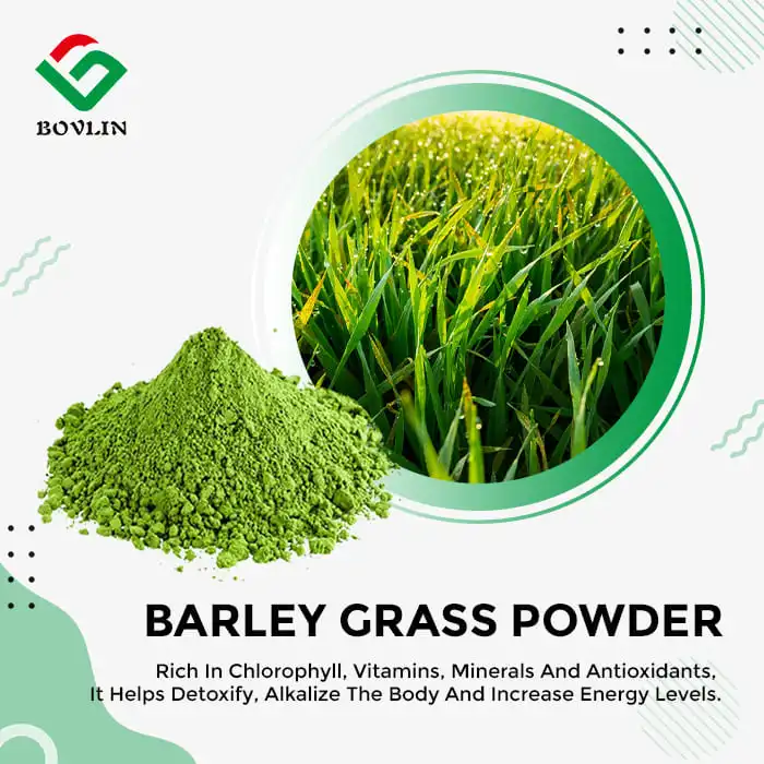 Best Barley Grass Powder